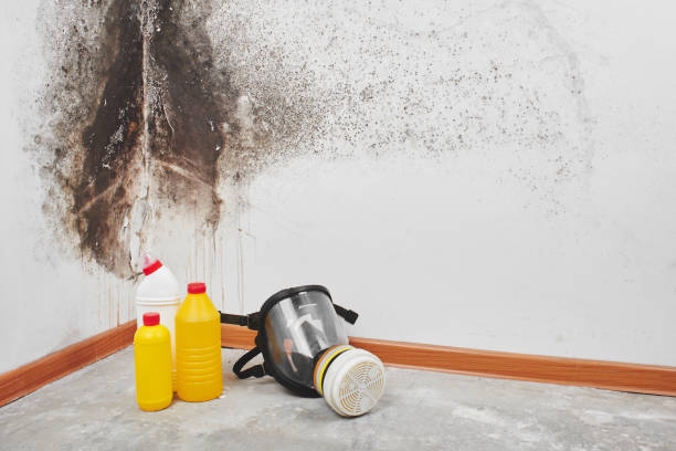 Best Home Mold Removal  in Jersey Village, TX