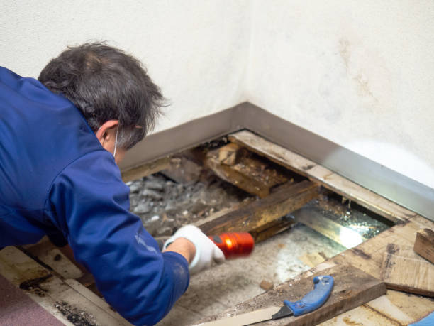 Best Affordable Mold Removal  in Jersey Village, TX