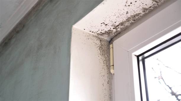Best Mold Testing  in Jersey Village, TX
