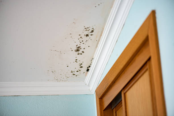 Best Mold Remediation  in Jersey Village, TX