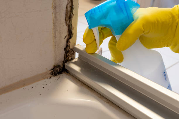 Office Mold Removal Services in Jersey Village, TX