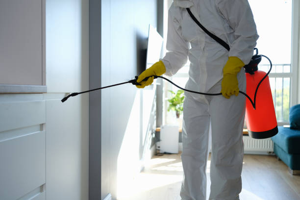 Best Black Mold Removal  in Jersey Village, TX