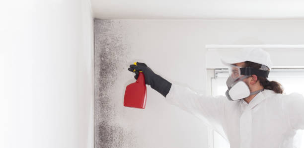 Trusted Jersey Village, TX Mold Removal Experts