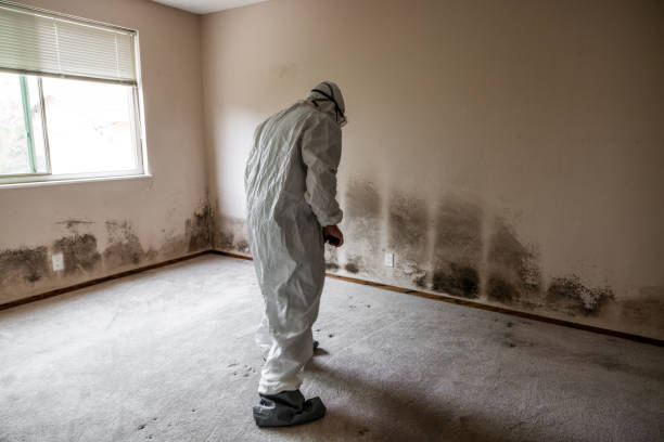 Best Same-Day Mold Removal  in Jersey Village, TX