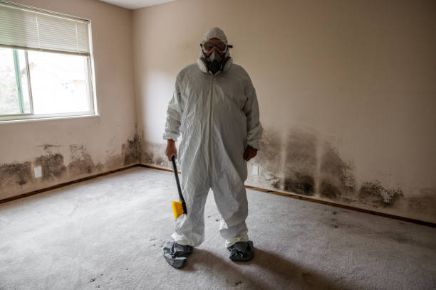 Best Fast Mold Removal  in Jersey Village, TX