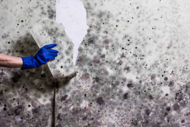 Best Professional Mold Removal  in Jersey Village, TX
