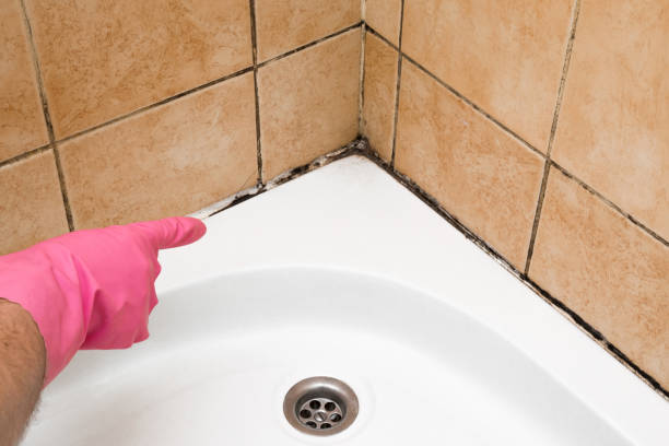 Best Crawl Space Mold Removal  in Jersey Village, TX